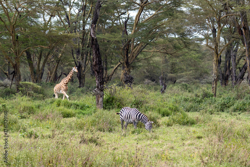 Canvas Print A zebra grazing in the foreground with a giraffe walking behind it in the open s
