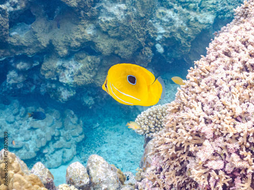 Photos ウミヅキチョウチョウウオ, Bennett’s butterflyfish, Chaetodon bennetti, チョウチョウウオ科,
美しいサンゴ礁と熱帯