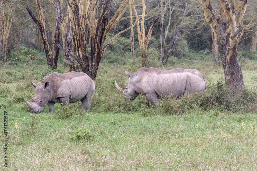 Fototapeta premium Two white rhinoceros (Ceratotherium simum) grazing in the savanna of Lake Nakuru National Park, Kenya