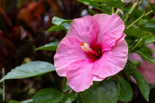 Hibiscus rosa-sinensis, beautiful pink chinese rose soft focus in vivid style. Colorful flower with green leaves nature background.