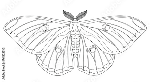 A detailed line drawing of a large moth with intricate wing patterns and feathery antennae.