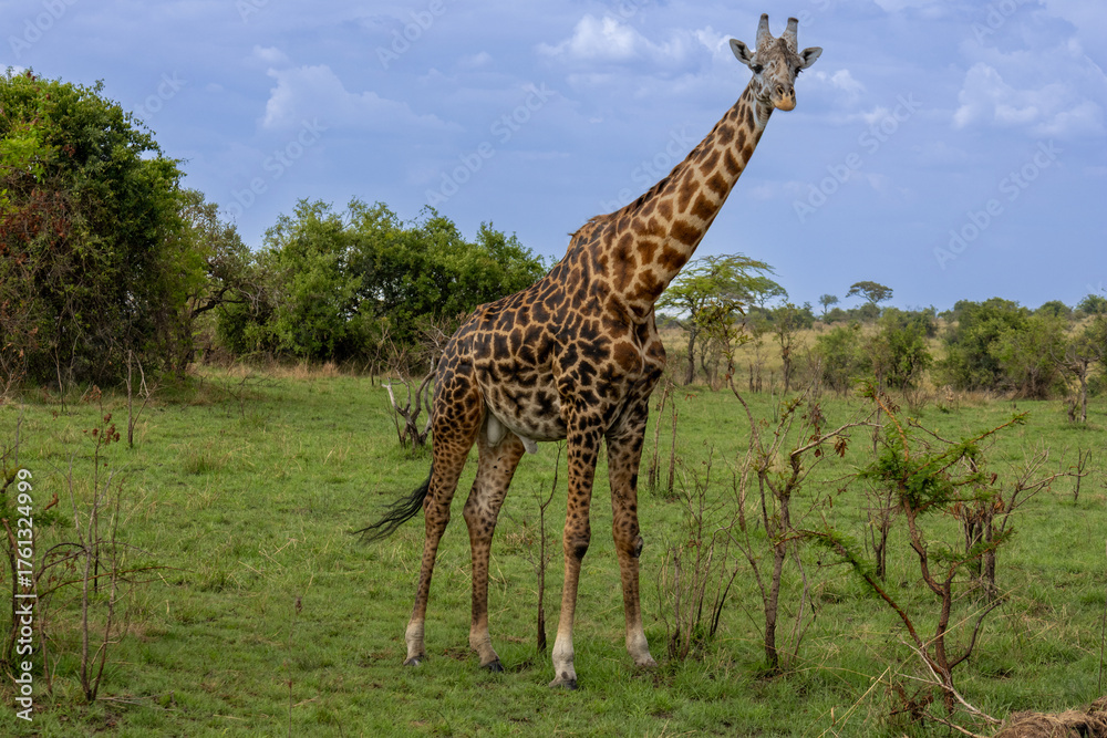 Obraz premium A male Masai giraffe (Giraffa tippelskirchi) standing in the lush savannah of Serengeti National Park Tanzania