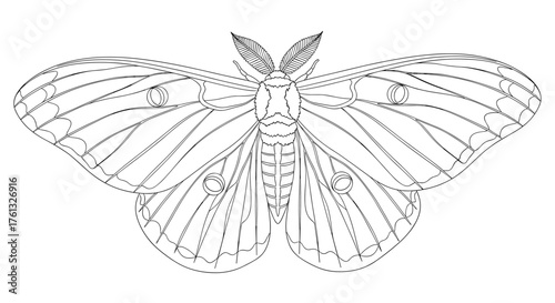 Detailed line drawing of a silk moth with intricate wing patterns.
