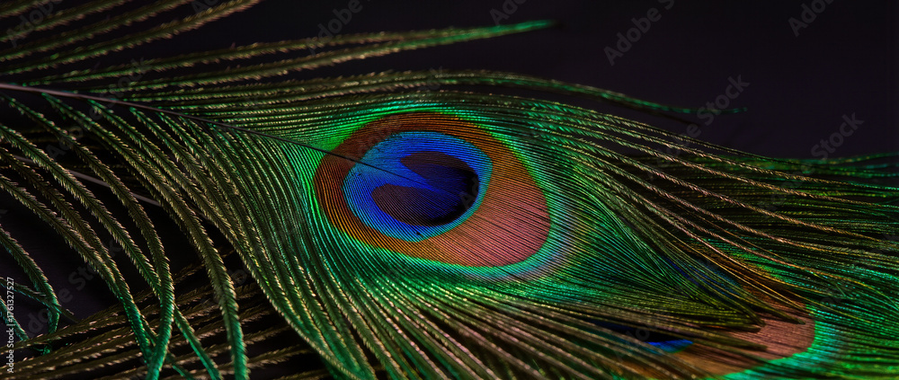Fototapeta premium peacock feather close up