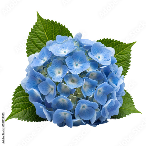 blue grapes with leaves