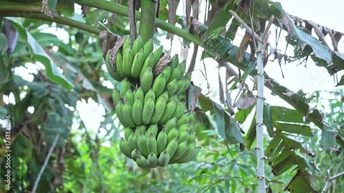Wallpaper Mural Green banana tree in the garden Torontodigital.ca