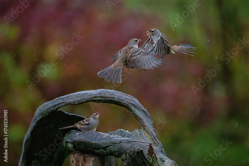 Sparrows fightingvulture in the zoo