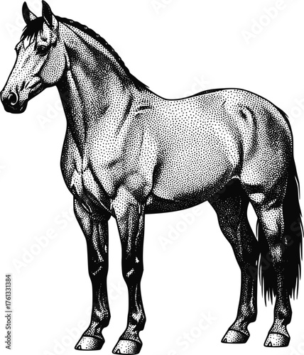 Monochrome vector drawing of a horse. EPS version.