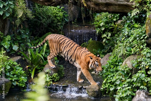 Bongsu, an adult male Malayan tiger (panthera tigris jacksoni), prowling around the pond in his enclosure at Singapore Zoo 