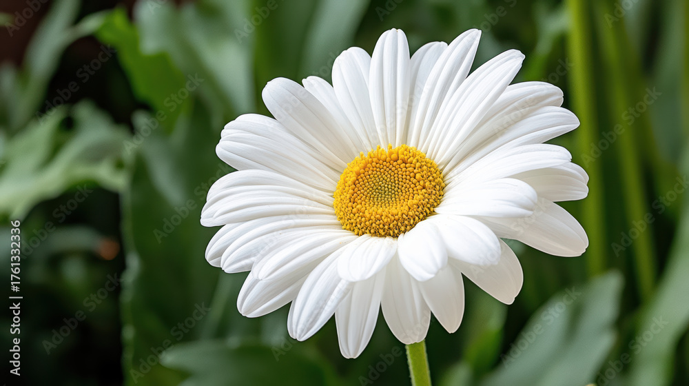 Fototapeta premium Bright white daisy with yellow center surrounded by lush green leaves, showcasing natural beauty