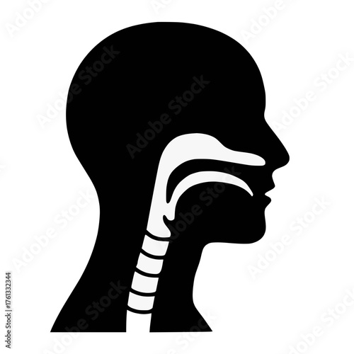 Human Head and Neck Anatomy Profile View Respiratory Digestive Tract