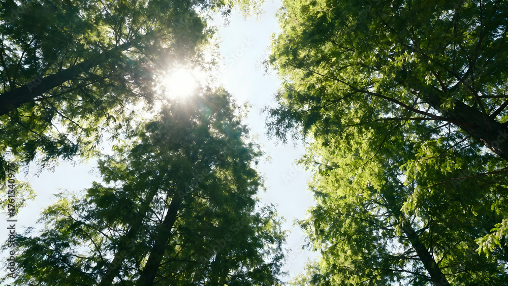 Obraz premium Sunlight filtering through tree canopy