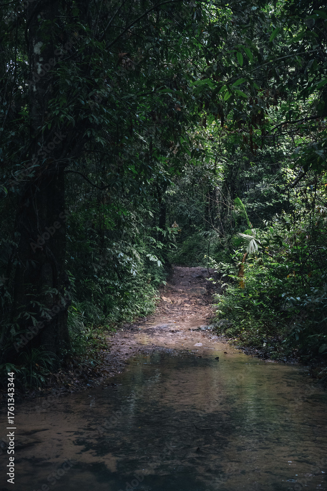 Naklejka premium Lush vegetation enveloping a muddy path, meandering through a stream in the heart of a vibrant tropical rainforest, Koh Kood, Thailand