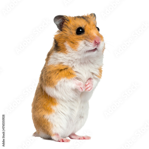 PNG Hamster's Perch: A charming hamster stands attentively, his small paws clasped, and curious gaze capturing the moment. 