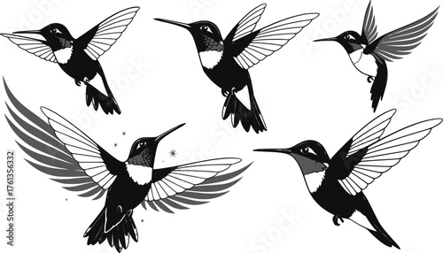 Monochrome vector illustration of paradise hummingbird birds isolated on a white background. EPS version.