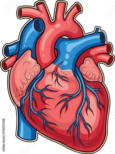 Human Heart Anatomy Illustration for Medical Education Presentation Depicting Cardiovascular System Function, Circulation, Health, Vital Organ Study in Biology Science Graphic Design, Healthcare, Anat