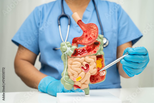 Digestive system with stomach and intestine, Asian doctor holding human anatomy model for study diagnosis and treatment in hospital.