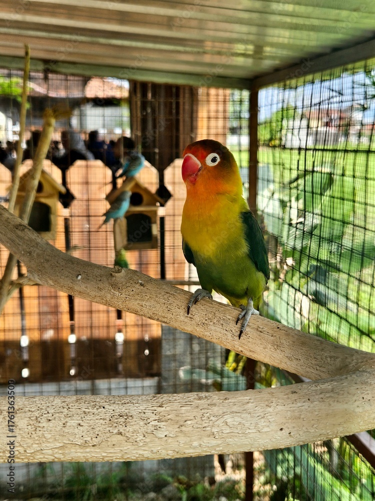 Obraz premium Lovebird perched on a branch inside a cage, with other birds visible in the background.