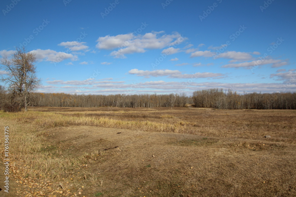Fototapeta premium landscape with trees and clouds