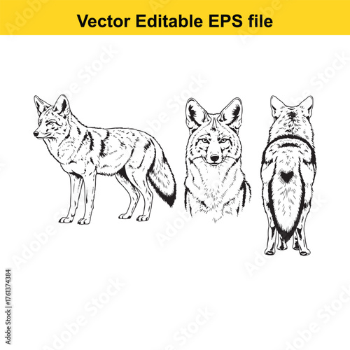 Vector art of set of three coyote illustrations showing side, front, and back views