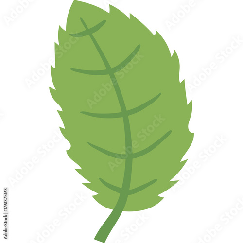 Green Mint Leaf with Serrated Edges and Visible Veins on a Transparent Background Isolated Illustration