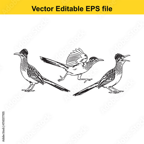 Vector art of three roadrunners in a line, one with wings spread