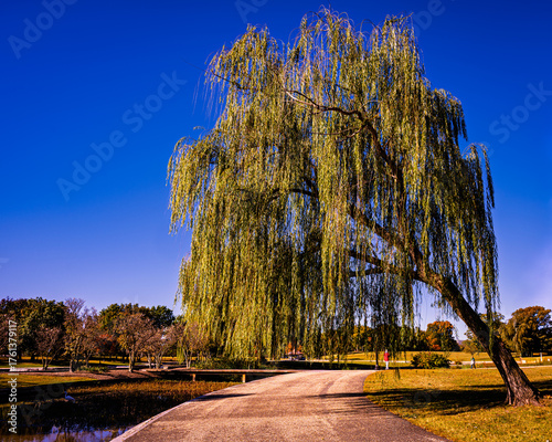 A majestic weeping willow tree in a park on a sunny day with a blue sky