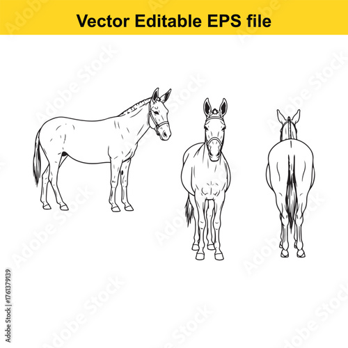 Vector art of three views of a donkey