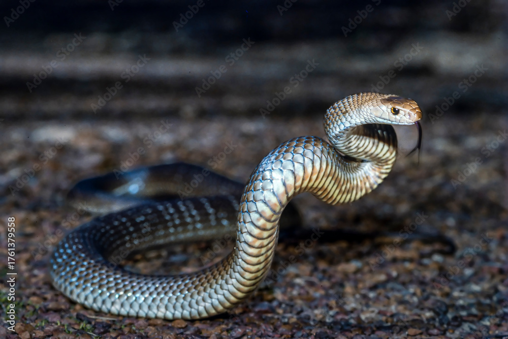 Fototapeta premium Australian highly venomous Eastern Brown Snake in defensive stance