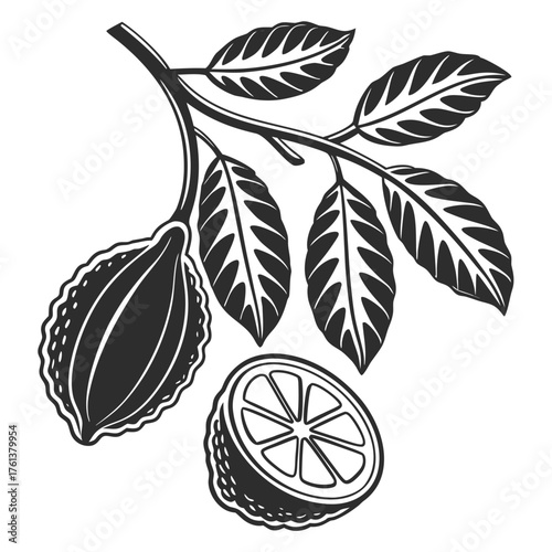 Stylized cacao pod and slice on branch with leaves