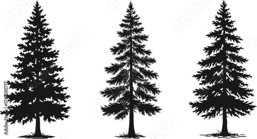 Tall pine tree silhouettes, evergreen conifer forest illustration, black nature landscape design for outdoor, adventure, camping, mountain, and wilderness art