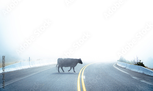 Cow crossing the road on a foggy day