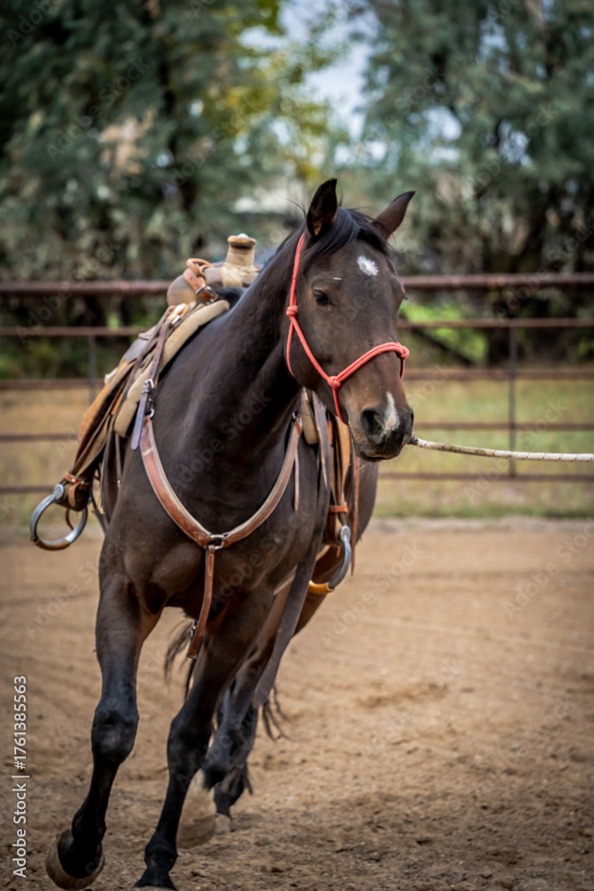 Fototapeta premium horse in a fall field