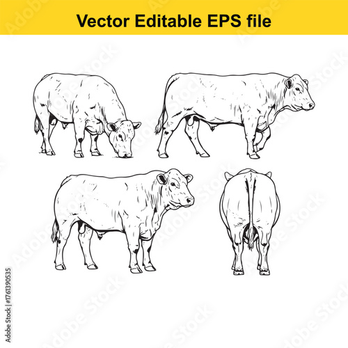 Vector art of four stylized drawings of cows, each depicted from a different perspective, isolated on a, representing farm animals