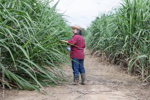 Elderly farmer inspecting tall sugarcane plants in a field, wearing boots and a hat, symbolizing experience, dedication, and sustainable agricultural practices in rural farming communities.