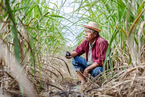 An elderly farmer squats in a flooded sugarcane field using a soil quality measuring instrument.