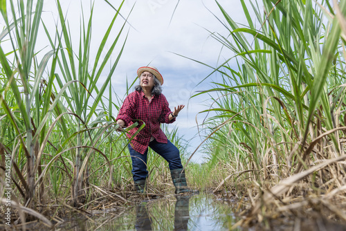 An elderly woman farmer inspects a flooded sugarcane field, checking plant conditions and water levels. The image highlights agricultural problems, flooding impacts, and farm management challenges.