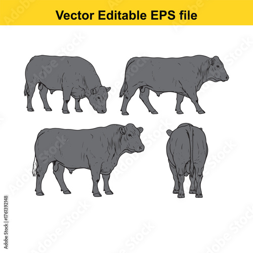 Vector art of set of four grey cattle in different poses, , vector illustration
