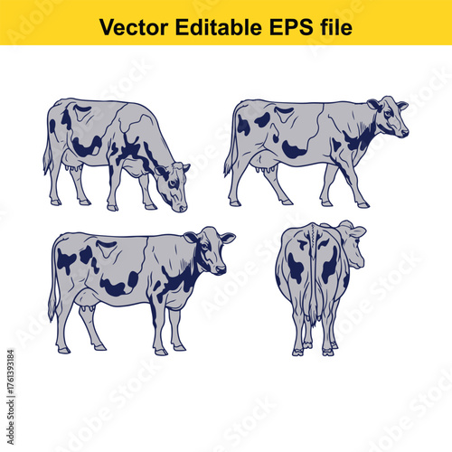 Vector art of set of four illustrations of a spotted cow in different poses