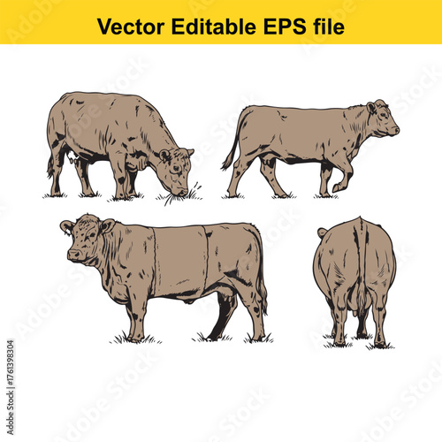 Vector art of four different poses of a cow, , vector illustration