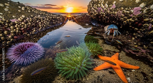 Vibrant tide pool life with sea anemones, urchins, starfish, and hermit crab at sunset.