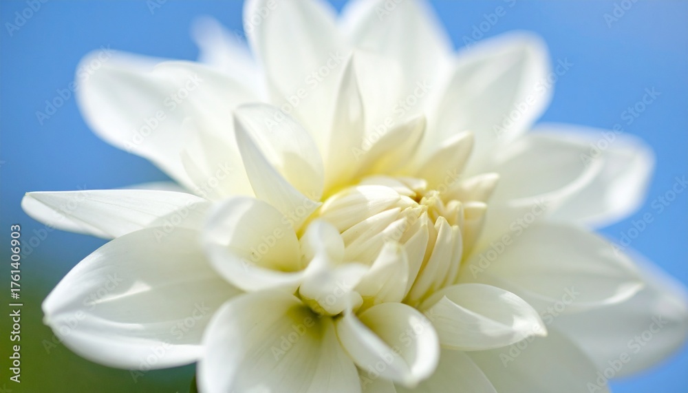 Fototapeta premium Beautiful White Dahlia Flower Against Blue Sky