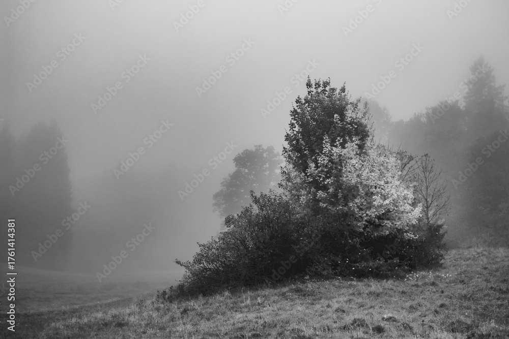Obraz premium Foggy meadow with trees in black and white minimal landscape