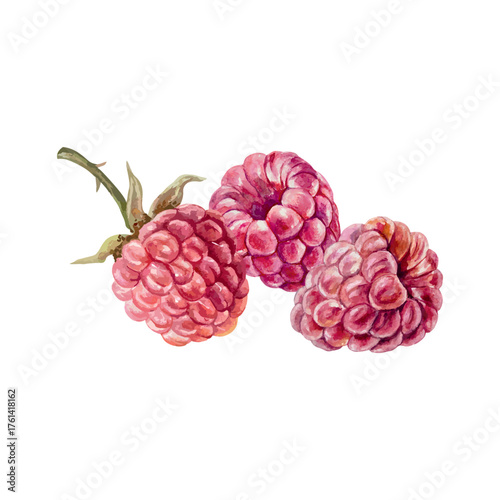 Ripe, juicy raspberries. Hand drawn watercolor illustration. Vector clip art for juice, jam and marmalade labels. Suitable for postcard, cosmetic packaging and poster designs.