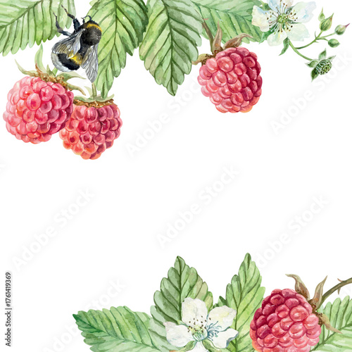 Raspberry branch frame. Ripe berries, green leaves and white flower. Hand drawn watercolor illustration. Vector clip art for juice, jam and marmalade labels. Suitable for postcards, cosmetic packaging