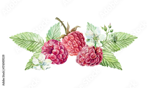 Raspberries, ripe berries, green leaves, white flowers. Hand drawn watercolor illustration. Vector clip art for juice, jam and marmalade labels. Suitable for postcard, cosmetic packaging.