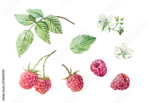 Raspberry set. Ripe berries, green leaves and white flowers. Hand drawn watercolor illustration. Vector clip art for juice, jam and tea labels. Suitable for designing cards and cosmetic packaging.