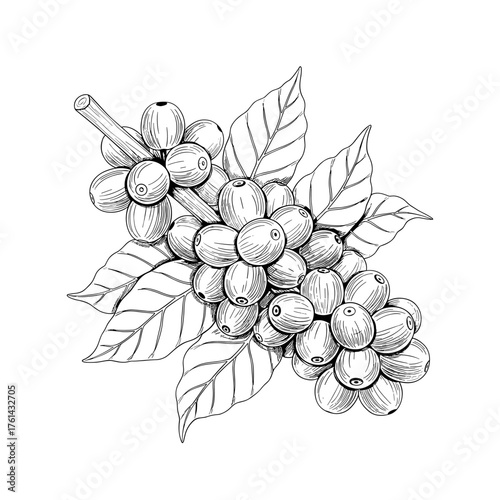 Coffee Branch Vector Illustration – Hand Drawn Vintage Coffee Plant with Leaves and Berries