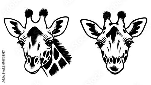 two giraffe heads with detailed features, symbolizing wildlife, nature, and African savanna animals.