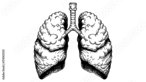 anatomical drawing of human lungs with trachea and bronchi, ideal for medical, educational, or biological design uses.